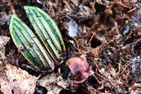 Carabus auronitens