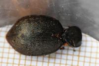 Cychrus attenuatus