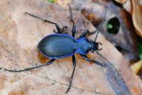 Carabus problematicus