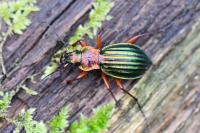 Carabus auronitens