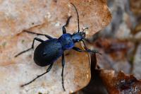 Carabus problematicus