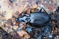 Platynus assimilis