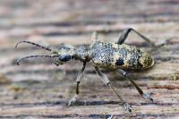 Rhagium mordax
