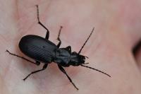 Pterostichus cristatus