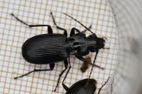 Pterostichus cristatus
