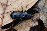 Pterostichus cristatus