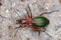 Carabus auronitens