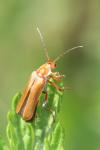 Cantharis livida