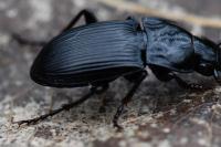 Abax parallelus