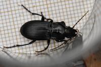 Abax parallelus