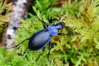 Carabus problematicus
