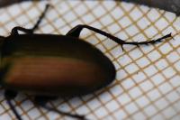Poecilus cupreus