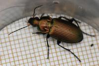 Poecilus cupreus