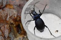 Carabus problematicus