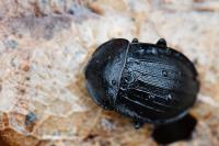 Phosphuga atrata