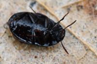 Platydema violacea