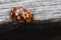 Myrrha octodecimguttata