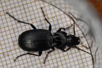 Pterostichus cristatus
