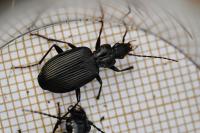 Platynus assimilis