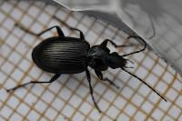 Agonum