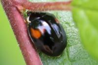 Adalia decempunctata