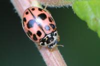 Oenopia conglobata