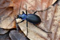 Carabus problematicus