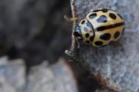 Tytthaspis sedecimpunctata