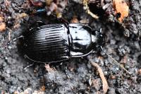 Abax ovalis