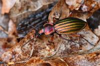 Carabus auronitens