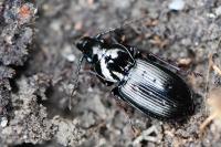 Pterostichus oblongopunctatus