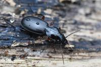 Pterostichus madidus