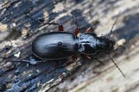 Pterostichus madidus