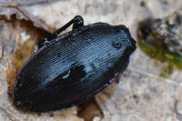 Carabus violaceus