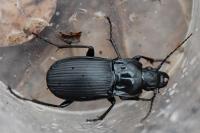 Abax parallelepipedus