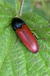 Ampedus