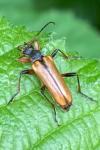 Cortodera humeralis