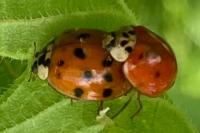 Harmonia axyridis