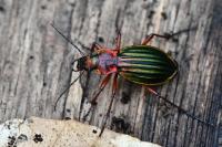 Carabus auronitens