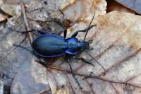 Carabus problematicus