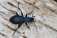 Carabus intricatus