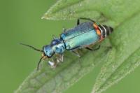 Malachius bipustulatus