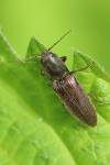 Athous haemorrhoidalis
