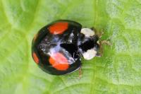 Harmonia axyridis