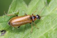 Rhagonycha nigriventris