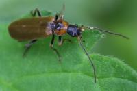 Rhagonycha nigriventris