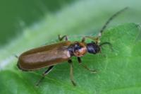 Rhagonycha nigriventris