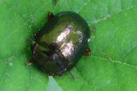 Chrysolina bankii