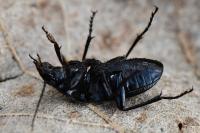 Abax parallelepipedus