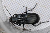 Abax parallelepipedus